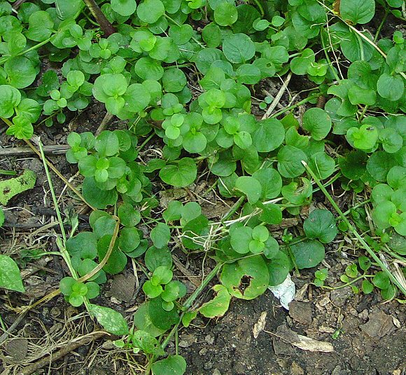 Lysimachia nummularia_plant