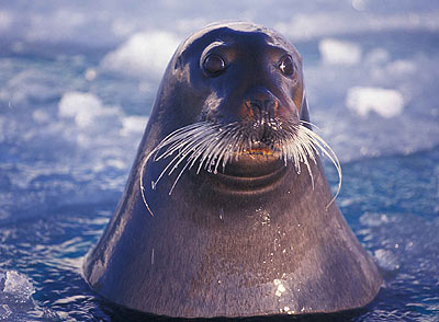 kobbe
