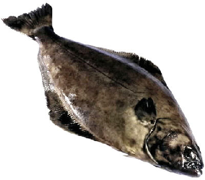 kveite1