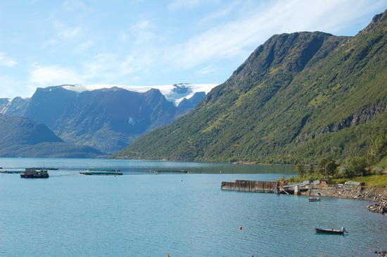 oksfjord med bre