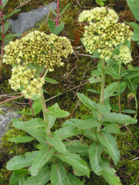 smorbukk orpina